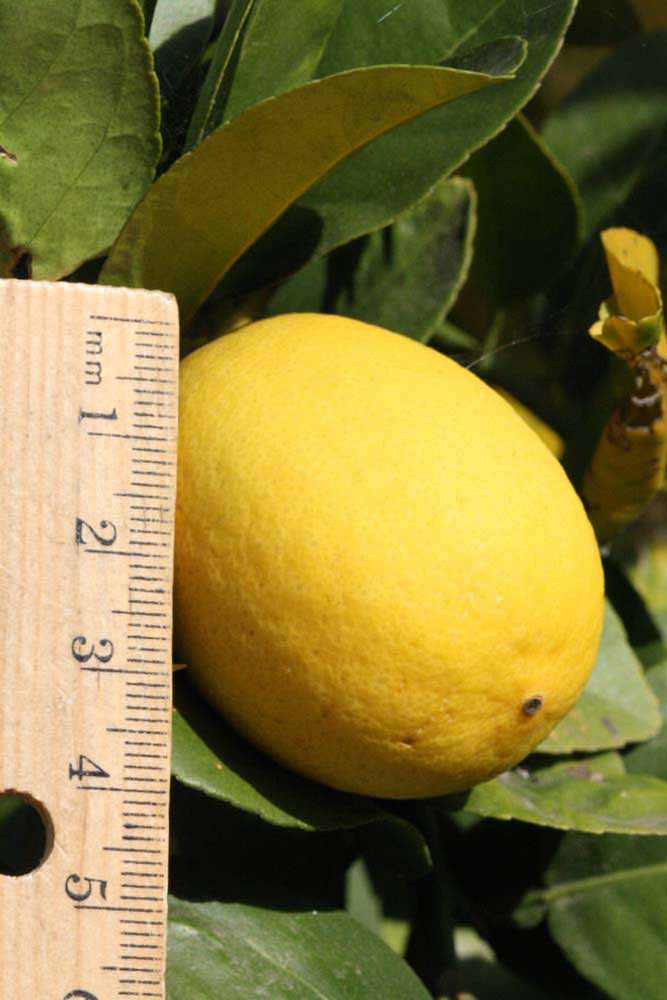            Fruit (Abhayapuri, Riverside, CA)   